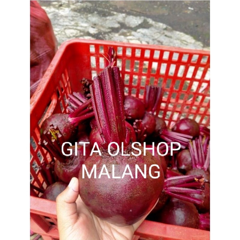 BUAH BIT SEGAR 1KG BEETROOT FRESH DARI KEBUN / bit merah