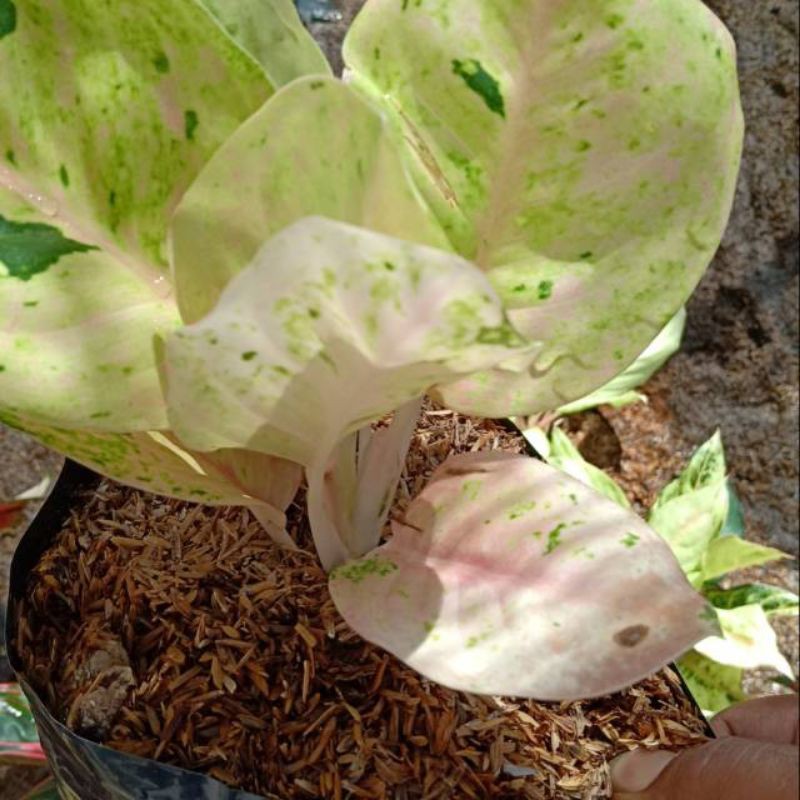 BUNGA AGLAONEMA EMERALD || AGLO EMERALD || AGLONEMA EMERALD