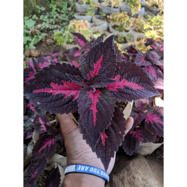 Tanaman Hias Miana lidah api (Coleus Solenostemon China Rose)