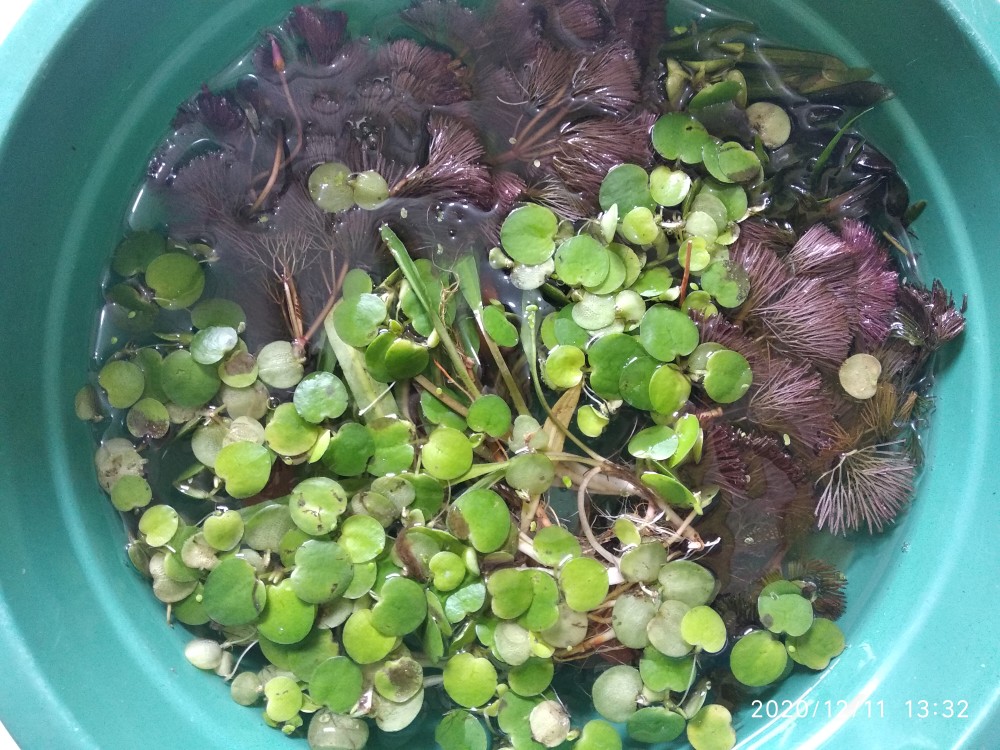 Buce Phalandra Batangan