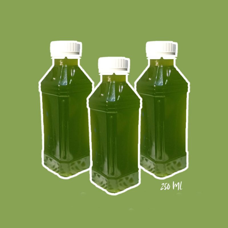 CHLORELLA PHYTOPLANKTON HIDUP / Green Water / KULTUR KUTU AIR