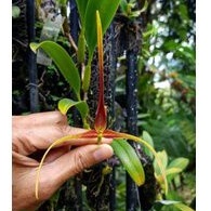bulbophyllum putidum