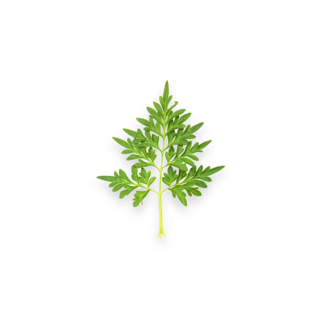 

SAYUR ORGANIK Daun Kenikir / Hia
