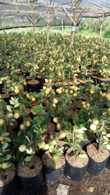 Bibit Jeruk Lemon Jumbo Super