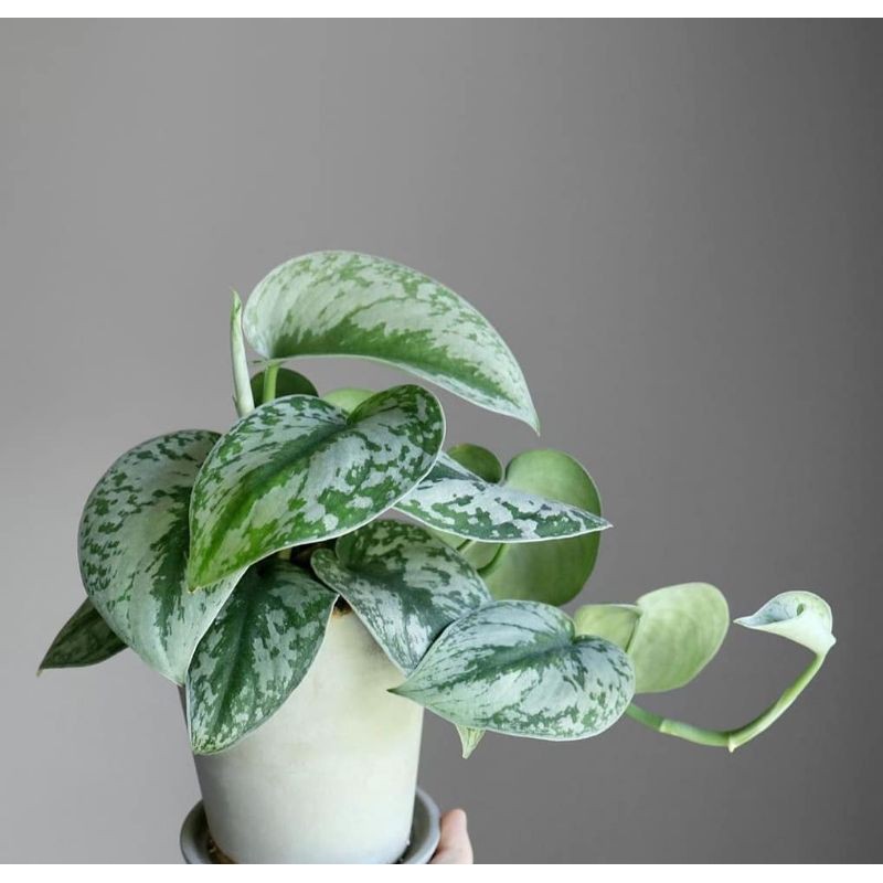 Sirih Gading Silver / Scindapsus Silver
