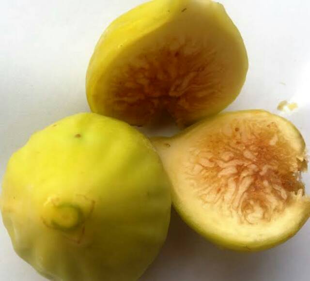 Bibi Tin Yellow Jordan/Tin Kuning Genjah Hasil Cangkok