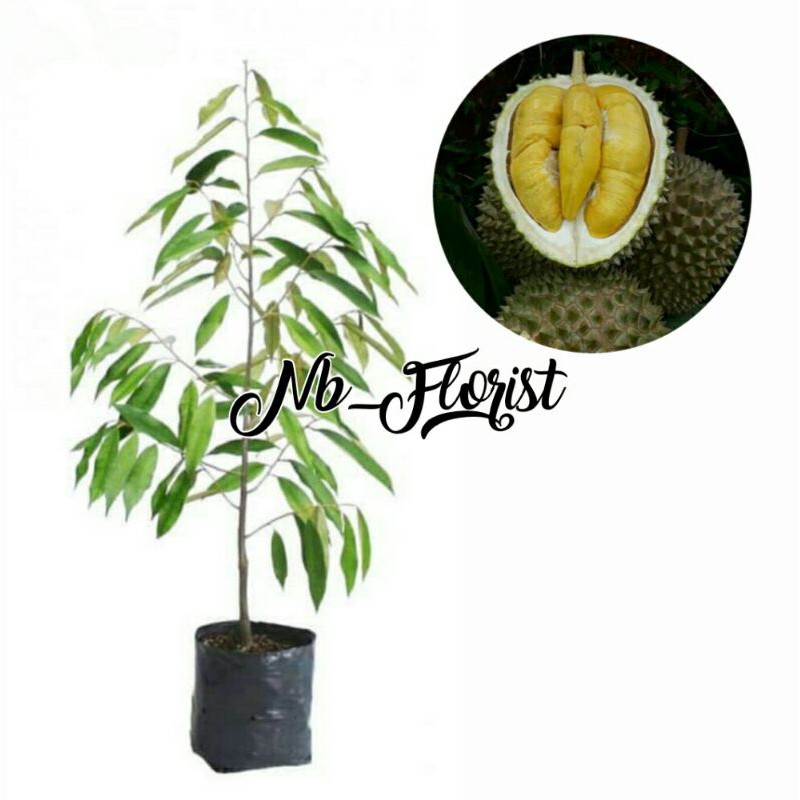 BIBIT BUAH DURIAN MUSANG KING