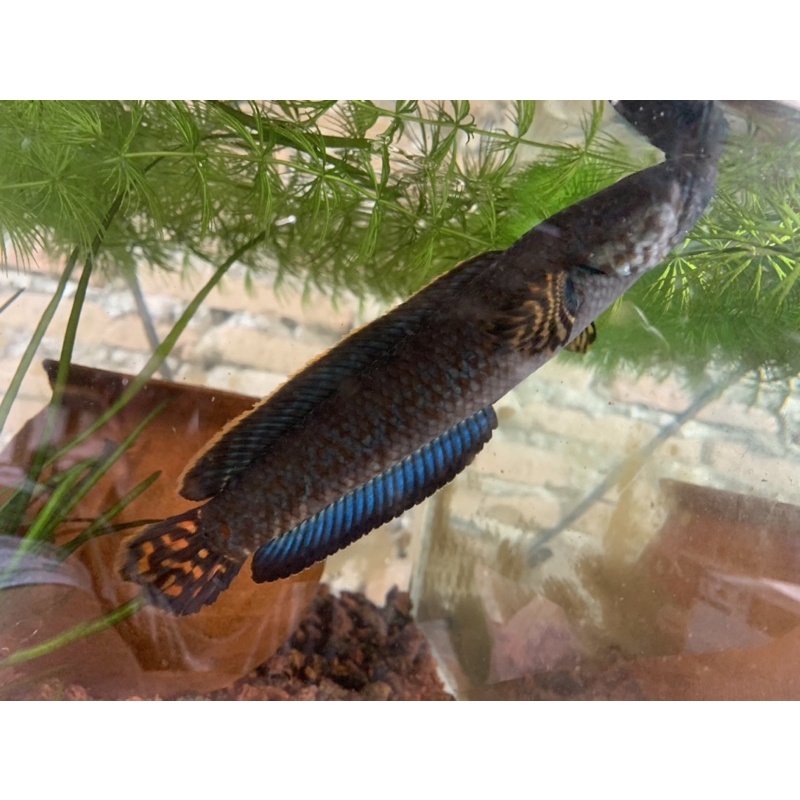 baby bleheri 3-4cm sansantv