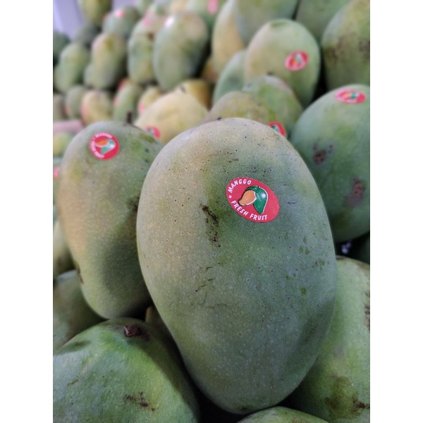 

Mangga Harum Manis Sedang ( 1kg )