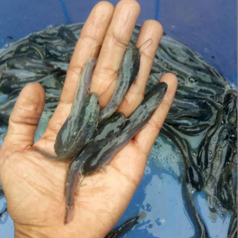 Jual Bibit Ikan Lele Ukuran Cm Shopee Indonesia