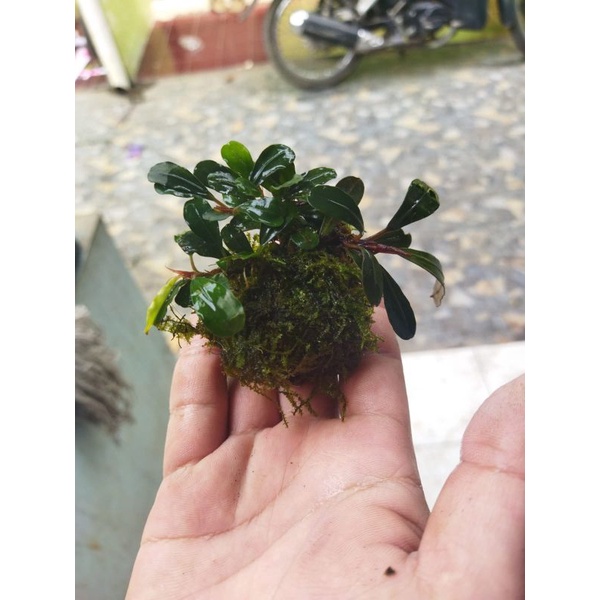 Bucephalandra & Moss Media wabikusa tanaman aquascape