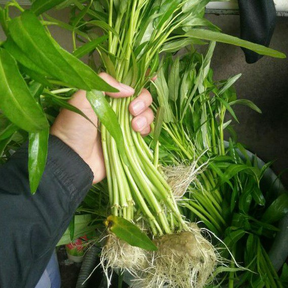 

Kangkung Fresh (Hidroponik) 1 kg (F.9)