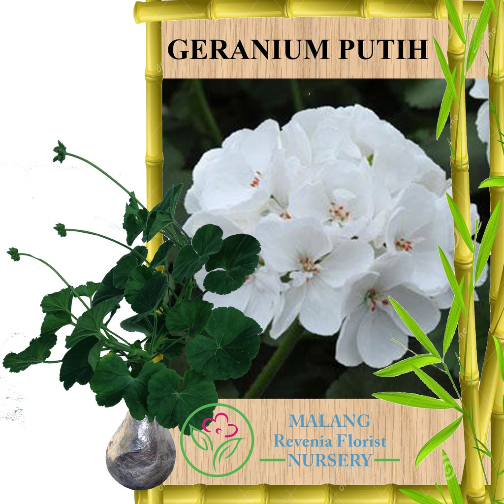 Tanaman White Geranium