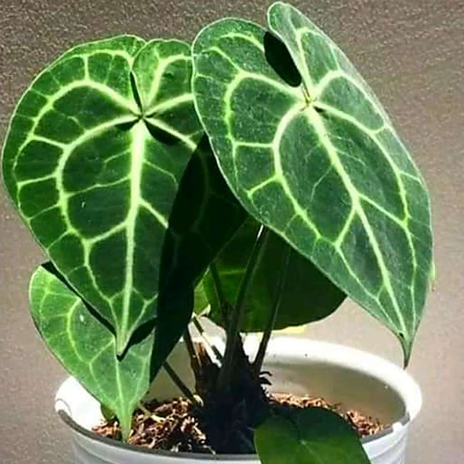 Tanaman Hias Anthurium Kuping Gajah Mini Shopee Indonesia