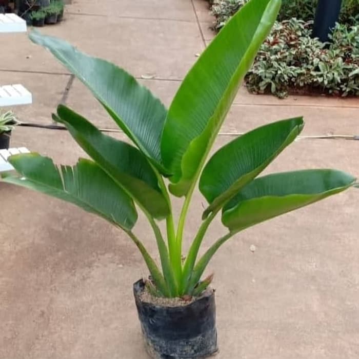 Tanaman Hias Pisang Kipas/Pohon Pisang Kipas