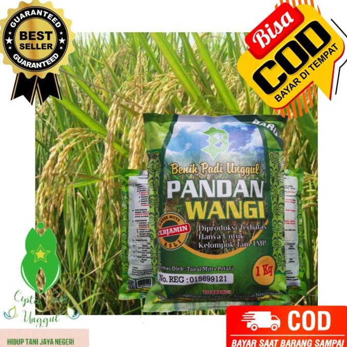 Ready Stock[Silahkn Diorder{Produkunggulan} Benih Bibit Padi Pandan Wangi Super