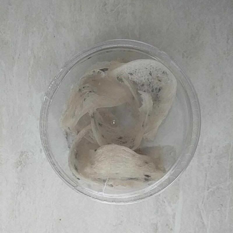 

Sarang burung walet asli