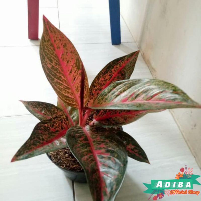 Tanaman Hias Aglonema Tiara