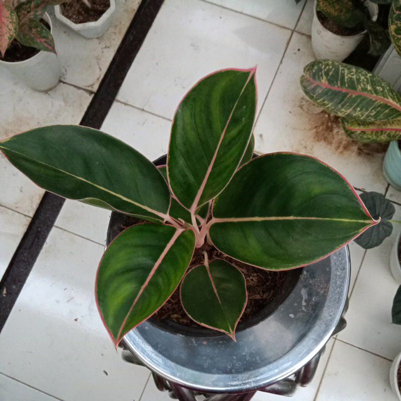 Aglonema lipstik flaminggo