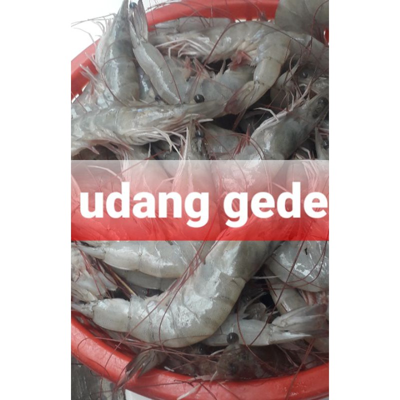 

UDANG SEAFOOD FRESH/250grm
