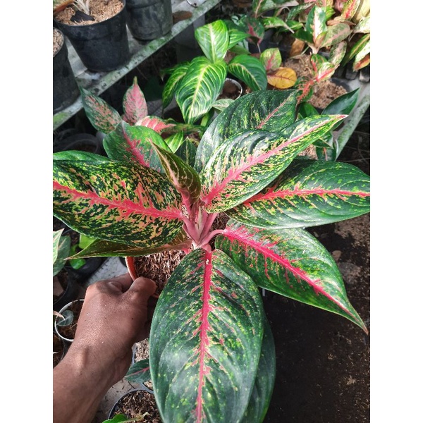 Ready Tanaman Aglonema Hot Lady Bunga Hias Aglonema Hot Lady