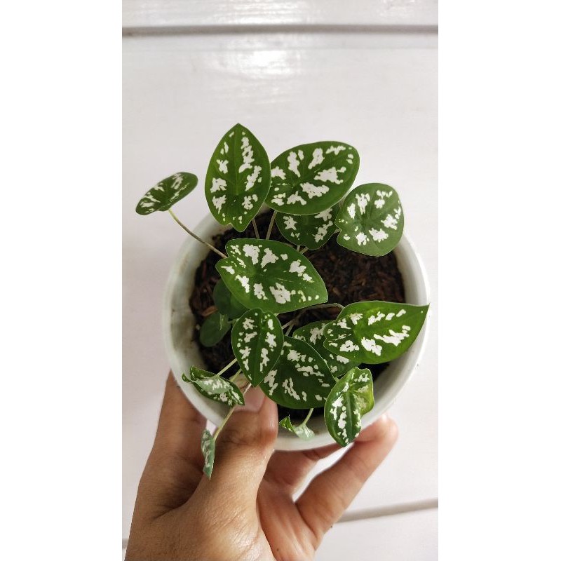 Keladi Mini / Keladi Liliput