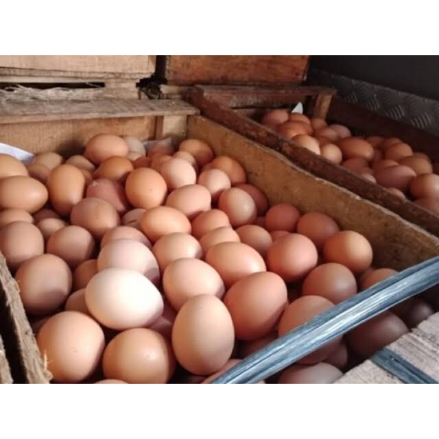 

Telur bogor
