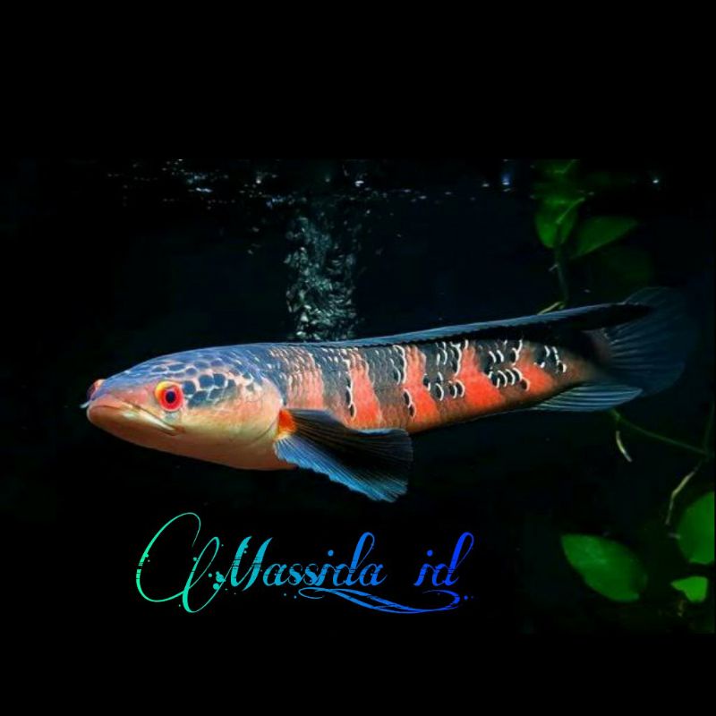 PROMO CHANA RED SAMPIT GRADE A. TERMURAH BAR TEBAL SIMET RAPI