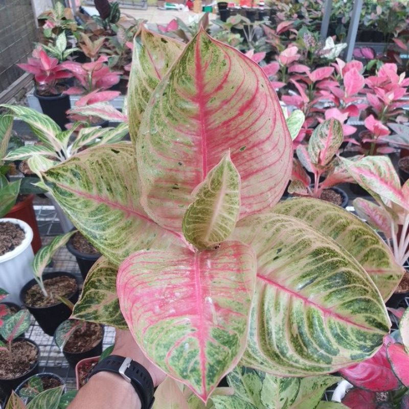 aglaonema Moonlight