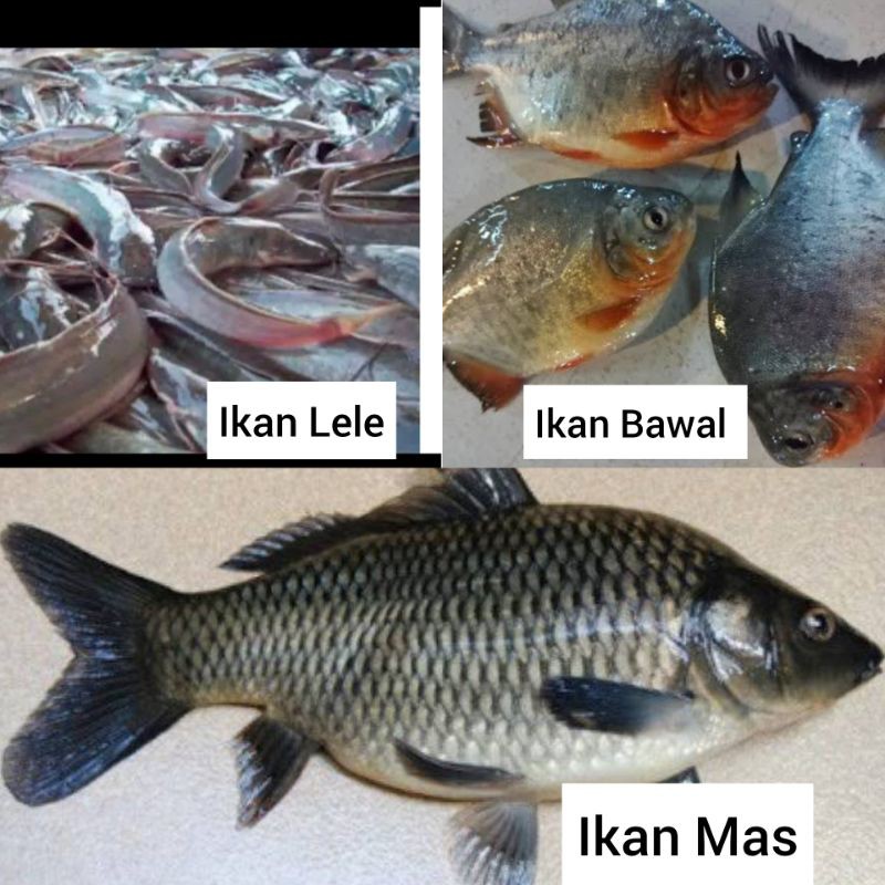 

Ikan lele, ikan mas, dan ikan bawal 500g dan 1kg