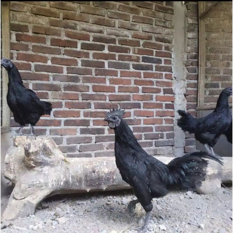 penjualan ayam cemani