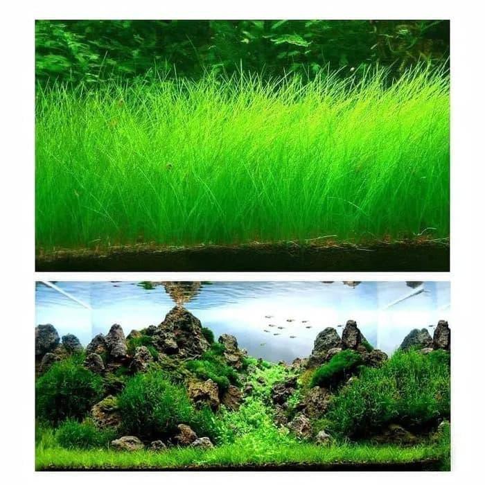 Bibit / Benih Biji Rumput Aquarium COW LEAF GRASS Carpet ...