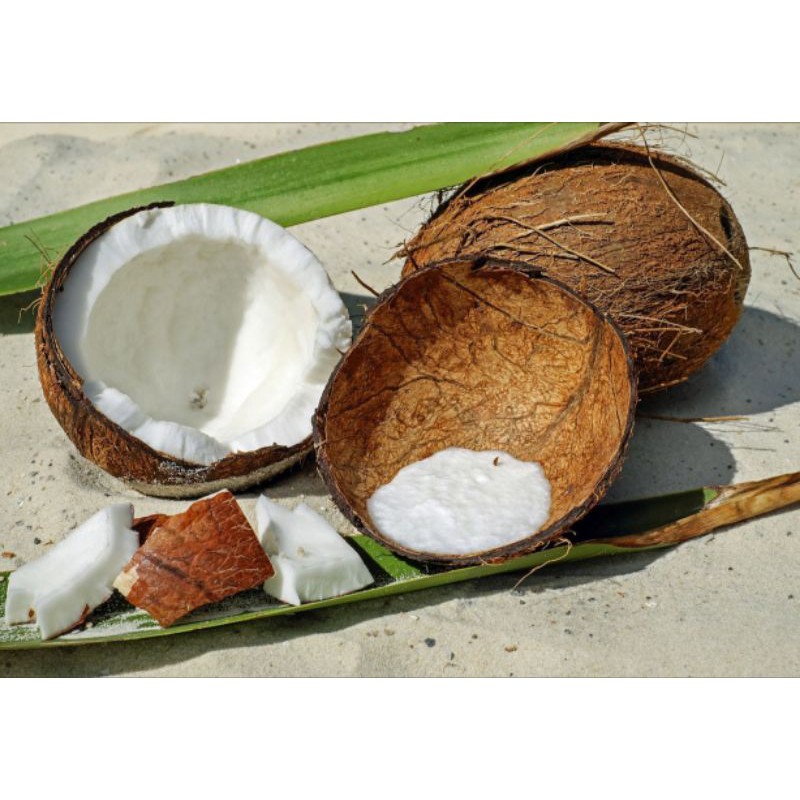 

KELAPA KERING TUA/Kelapa segar/kelapa berkualitas /kelapa murah