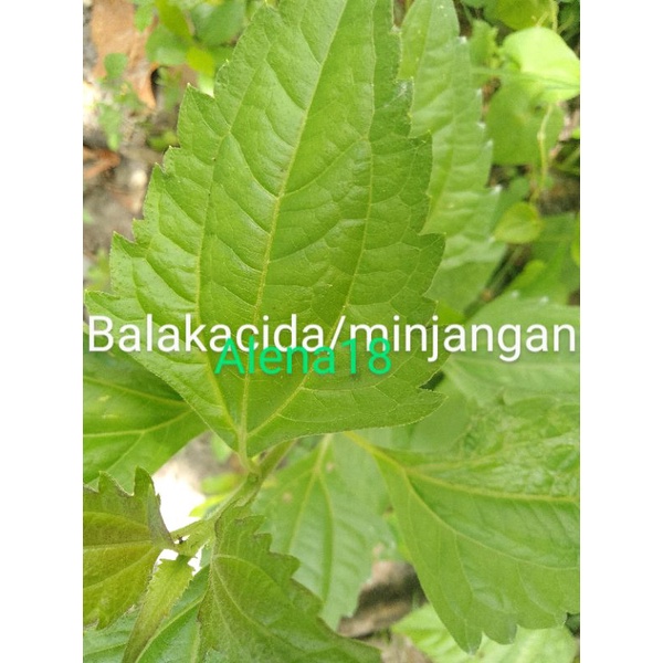 

tanaman herbal obat kista,1/2kg balakacida termurah!!