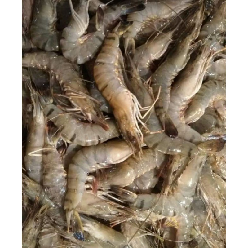 

udang vaname @500grm