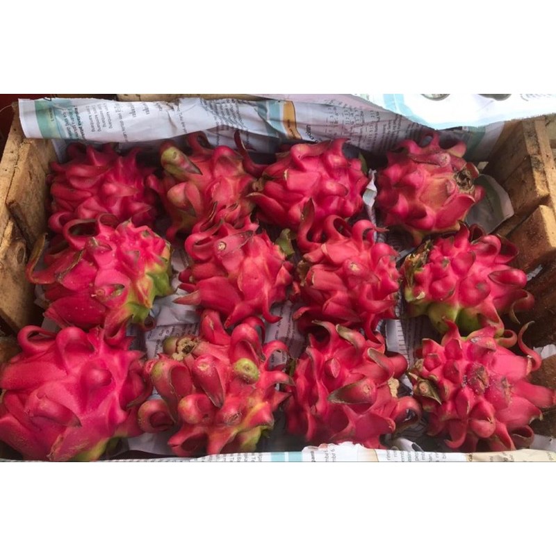 

Buah Naga