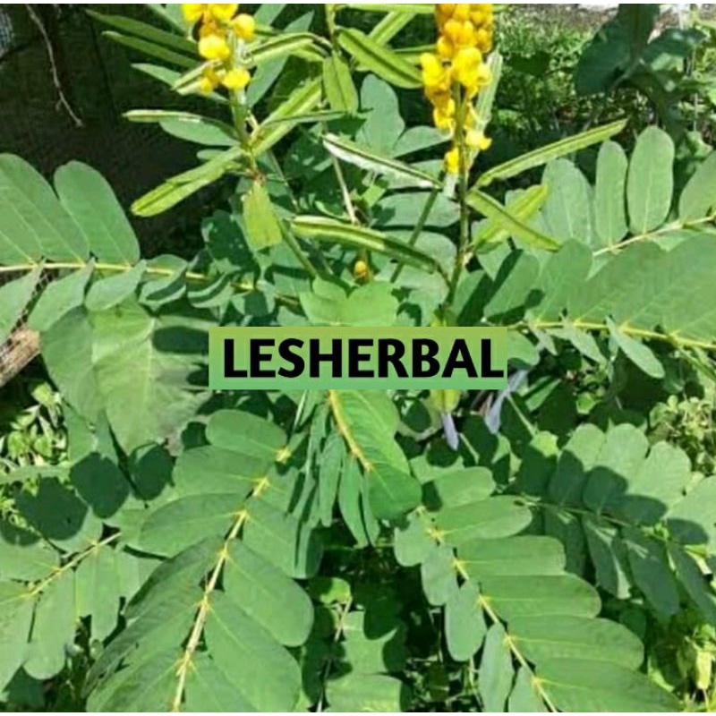 

daun ketepeng cina segar 300gram