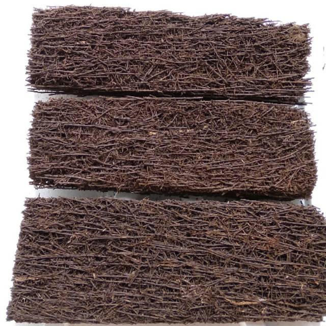 Pakis tempel - media tanam anggrek