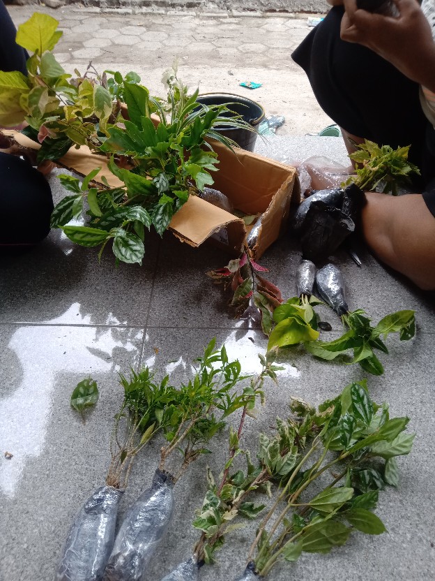 Tanaman Hias Crossandra