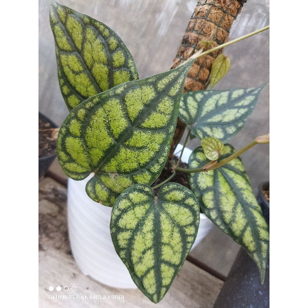 sirih wulung/phipersifatikum tanaman hias