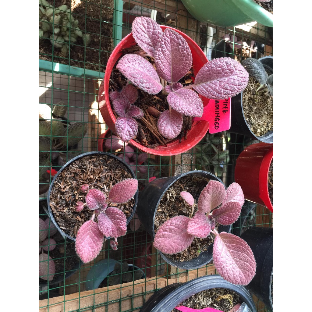 Tanaman Hias/Tanaman Gantung/Episcia Pink Flaminggo pot 15cm