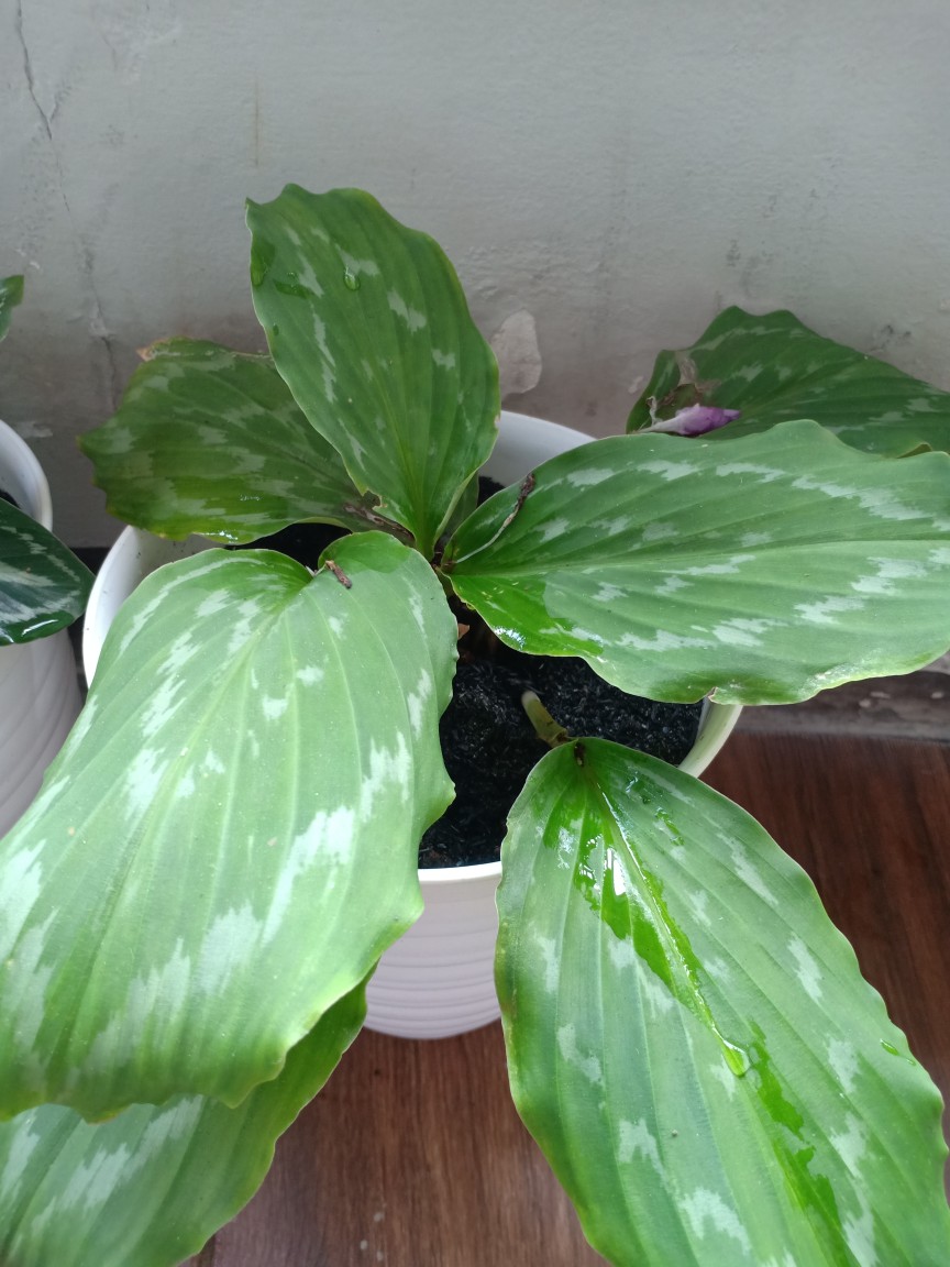 Tanaman Hias Calathea Merak Kencur