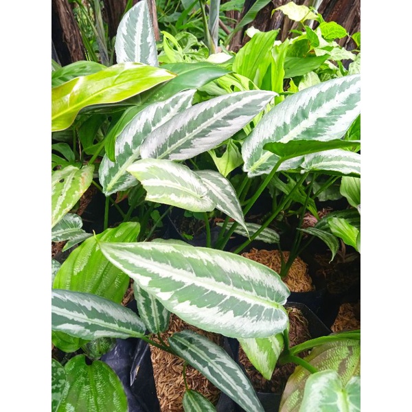 homalomena silver