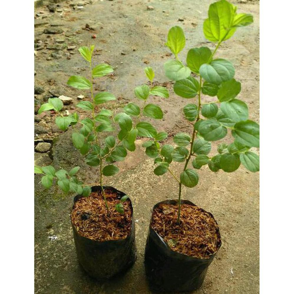 Asli Bibit Buah Tanaman Pohon Bidara Arab *_* Kliwon
