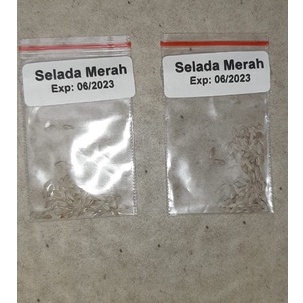 bibit benih hidroponik repack selada merah