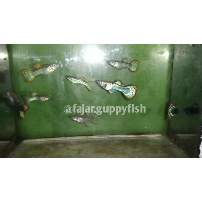Ikan Hias Guppy Cendolan