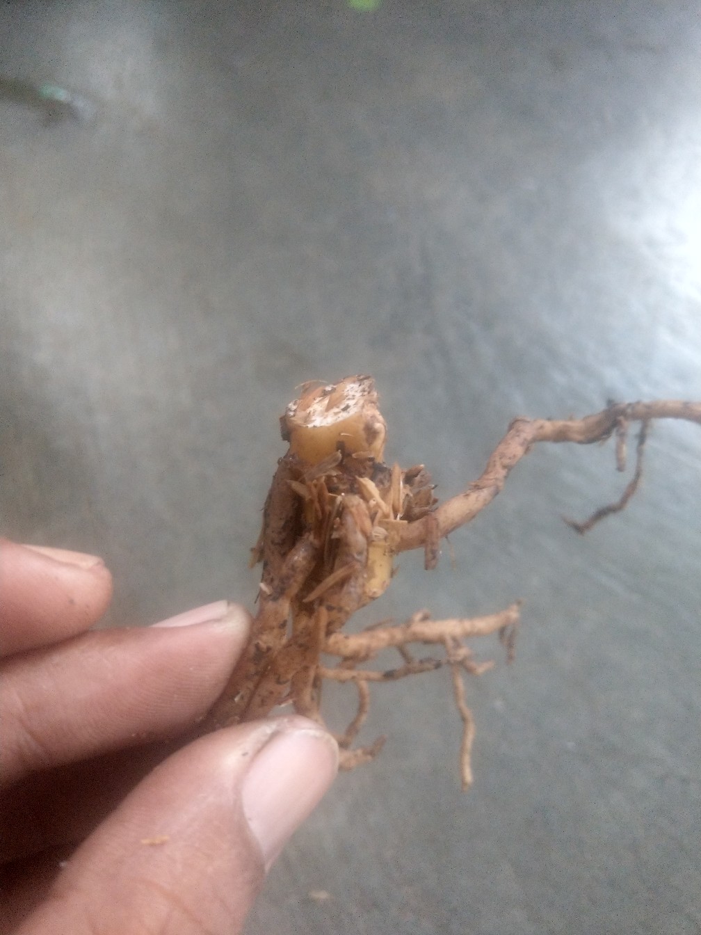 Paket Murah Tunas Bonggol Aglonema Suksom Jaipong - Lotus - Khanza