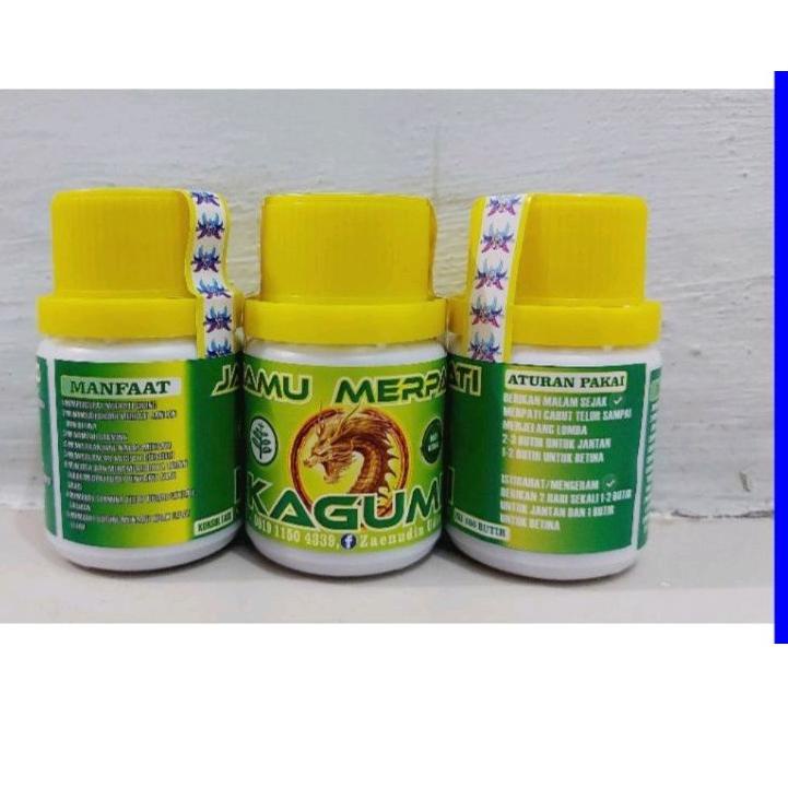Terbaru.. Kagumi jamu merpati player jamu kagumi kuning