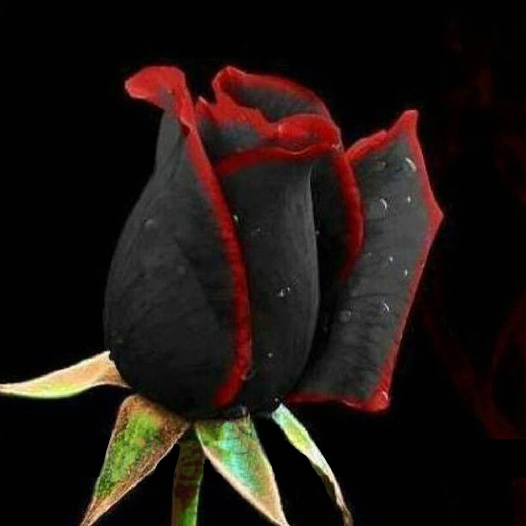Bibit Benih Biji Bunga Mawar Blood Black Rose Import - Bibit Tanaman Pohon Mawar Blood Black  -- COD-1