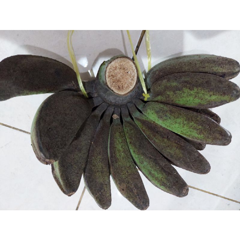 

Pisang kepok